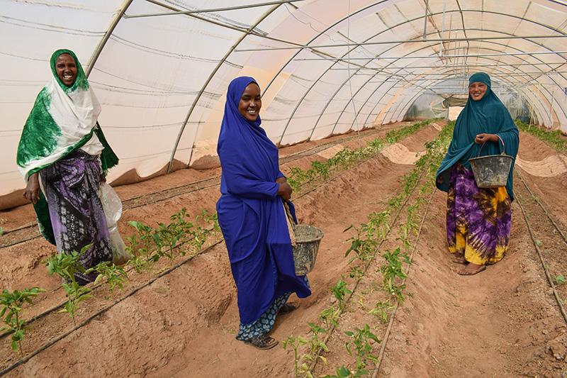 Kolme somalimaalaista naista kasvihuoneella